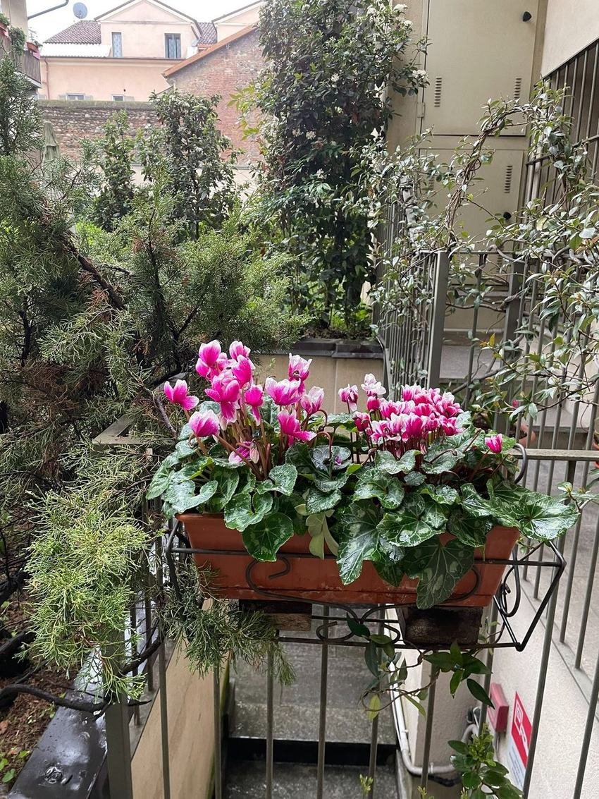 Il balcone fiorito dello studio